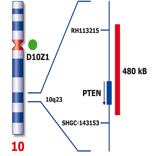 IVD PTEN/SE 10 Produktfoto Back View S
