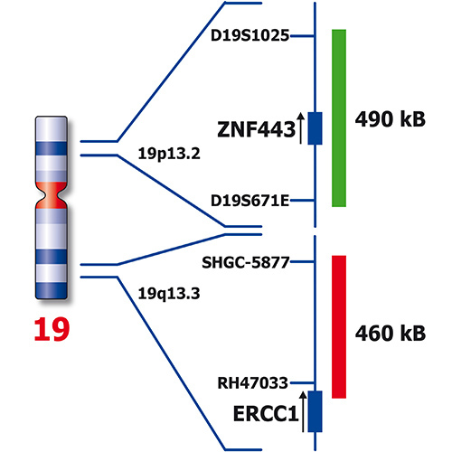 IVD ERCC1/ZNF443 Produktfoto Back View S