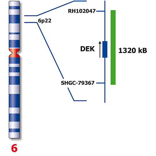 IVD DEK/NUP214 Produktfoto Back View S