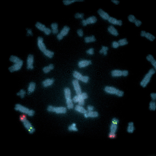 IVD CTNND2 Produktfoto