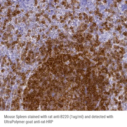 Anti-Rat IgG UltraPolymer HRP 15mL Produktfoto