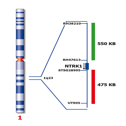 NTRK1 (1q23) Break – XL for BOND product photo Back View S
