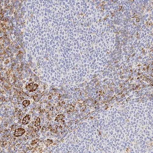 7ml CD31 Bond RTU Primary product photo