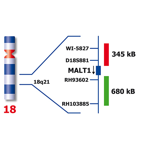 IVD MALT1 Break photo produit Back View S