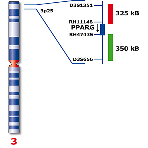 IVD PPARG Break photo produit Back View S