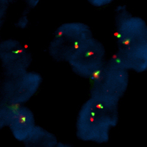 RUO - EWSR1 Break (22q12) product photo