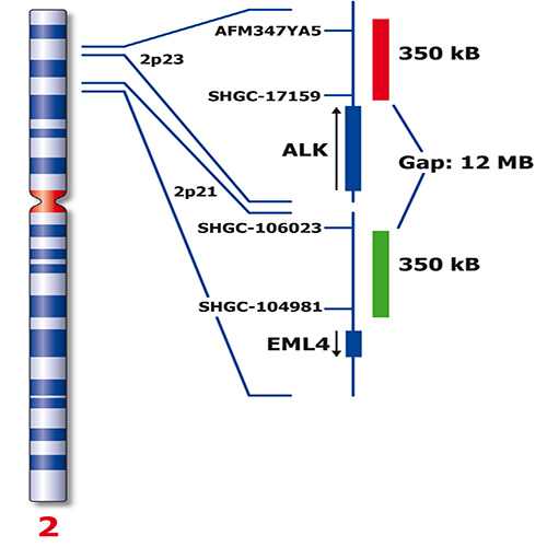 RUO - ALK / EML4 (2p23/2p21) product photo Back View S
