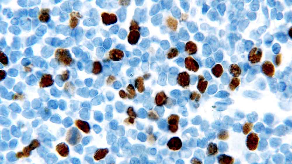 Geminin product photo Front View S