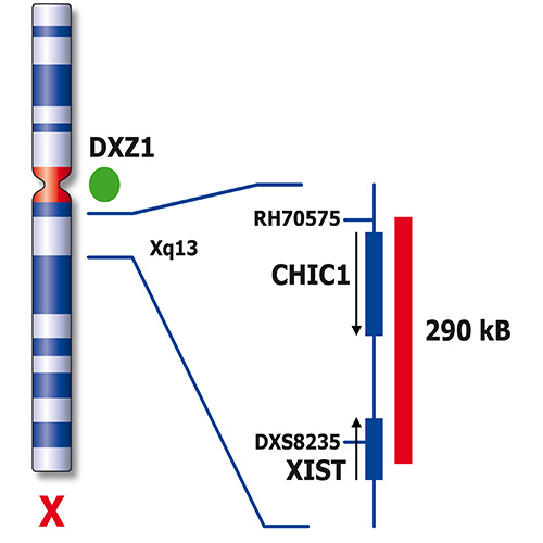 RUO - XIST (Xq13) / SE X (DXZ1) product photo Back View S
