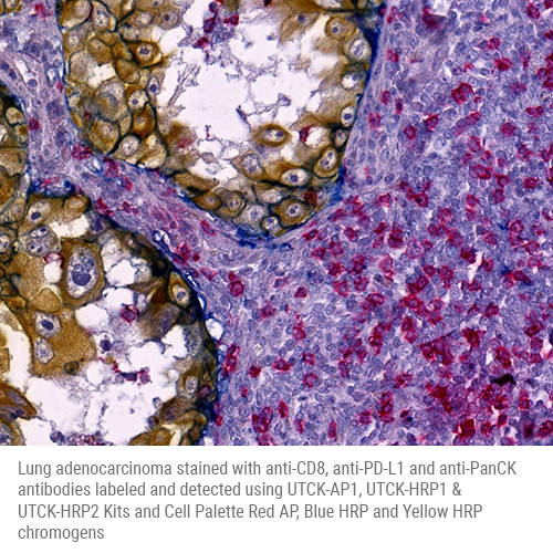 UltraTag HRP2 Multiplex Labeling Kit product photo