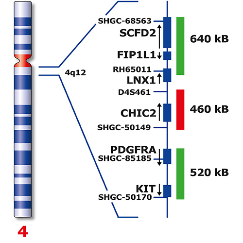 RUO - FIP1L1 / CHIC2 /PDGFRA Dual-Color (4q12) Foto do produto Back View S