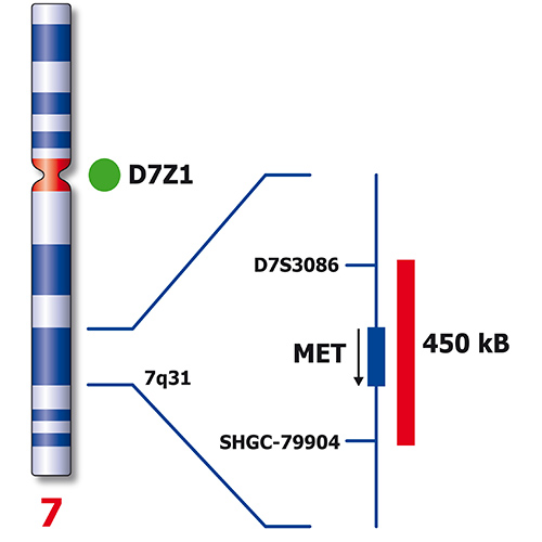 RUO - MET (7q31) / SE 7 (D7Z1) Foto do produto Back View S