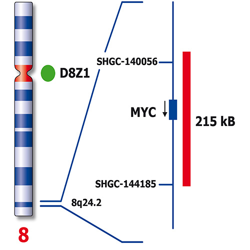 RUO - MYC (8q24) / SE 8 (D8Z1) product photo Back View S