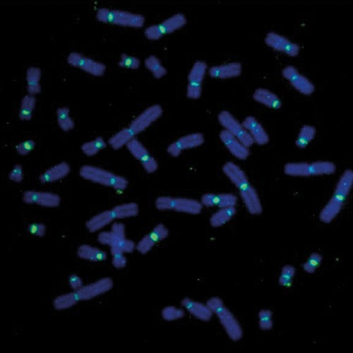 RUO - Human Centromere product photo Front View S