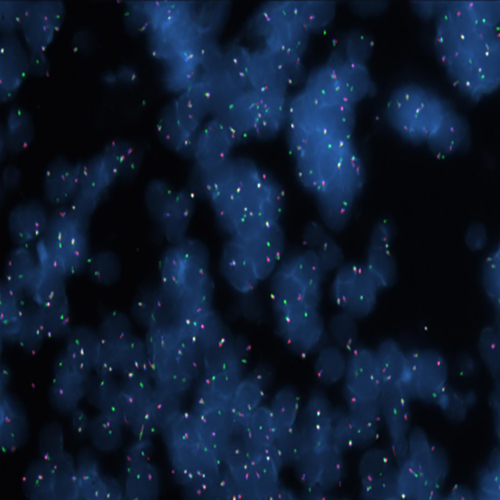 RUO - MYC (8q24) Triple-Color, Break (tissue) photo produit Front View S