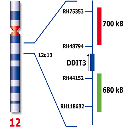 RUO - DDIT3 Break (12q13) photo produit Back View S