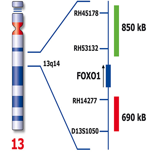 RUO - FOXO1 Break photo produit Back View S