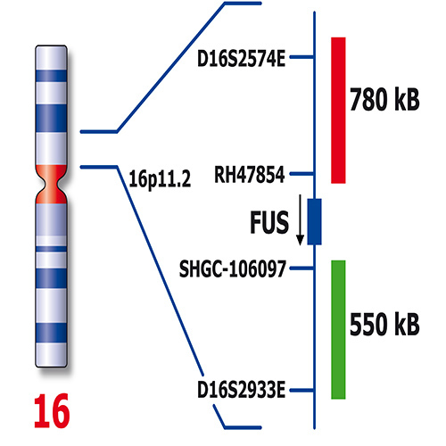 RUO - FUS Break (16p11.2) photo produit Back View S