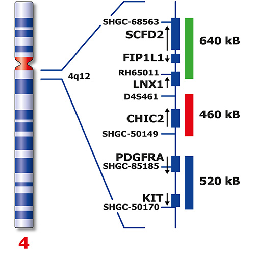 RUO - FIP1L1 / CHIC2 /PDGFRA Triple-Color photo produit Back View S