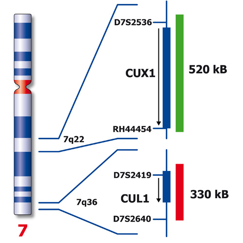 RUO - 7q (7q22 / 7q36) photo produit Back View S