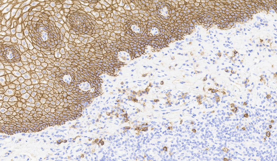 BOND-PRIME Polymer DAB Detection System photo produit Front View S