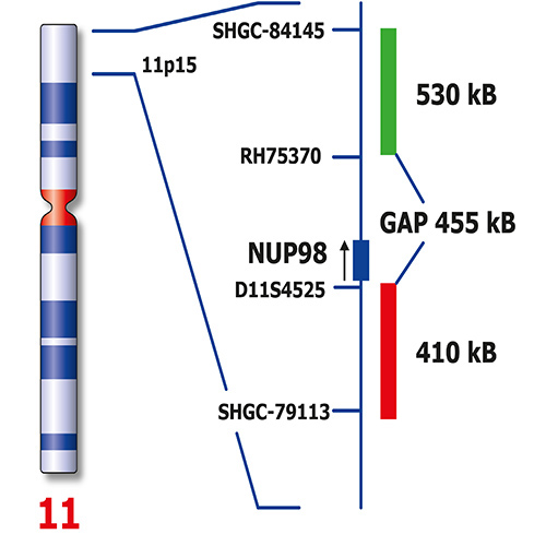 IVD NUP98 Break Produktfoto Back View S
