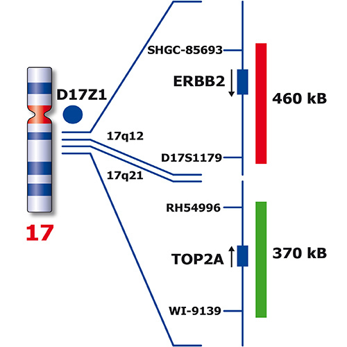 IVD TOP2A/ERBB2/SE 17 Produktfoto Back View S