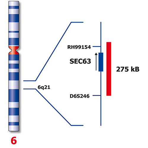 6q21 / MYC (8q24) Produktfoto