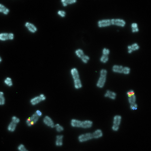 IVD 5q- Triple-Color Produktfoto