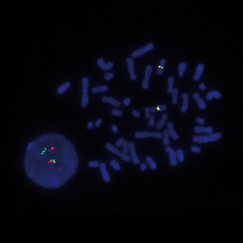 IVD DDIT3 Break Produktfoto