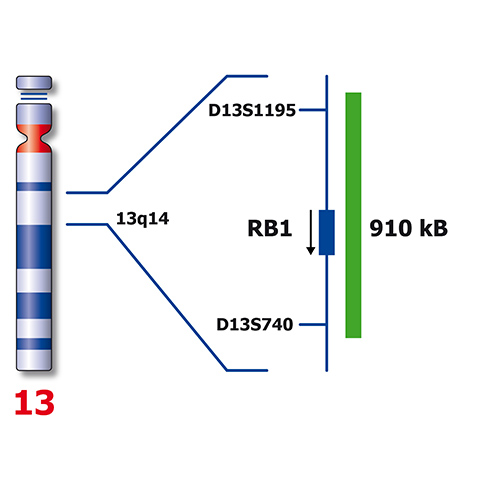 RB1 (13q14)/RCAN1 (21q22), SE X/Y/18 10 product photo