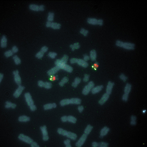 DGCR N25 (22q11) / 22q13 (SHANK3) 5T product photo