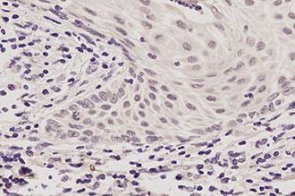 6.25mL DNA Negative Control product photo