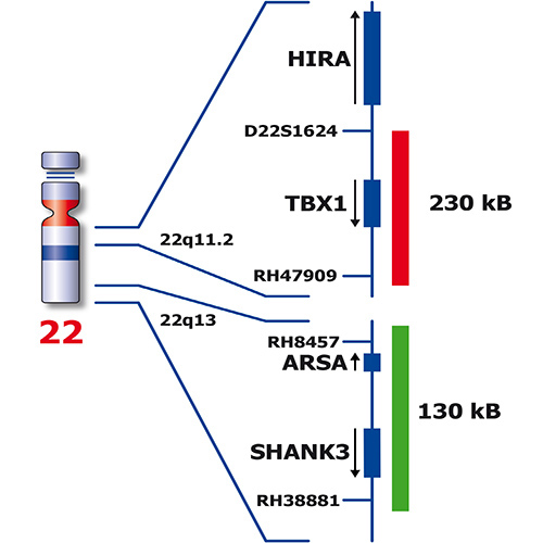 IVD TBX1/SHANK3 photo produit Back View S