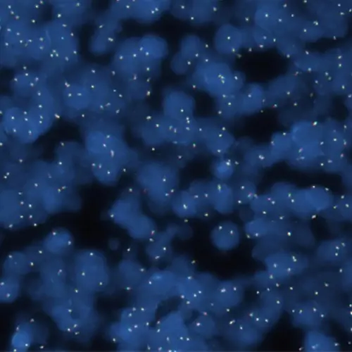 Manual Ancillaries - molecular - Counterstains photo produit