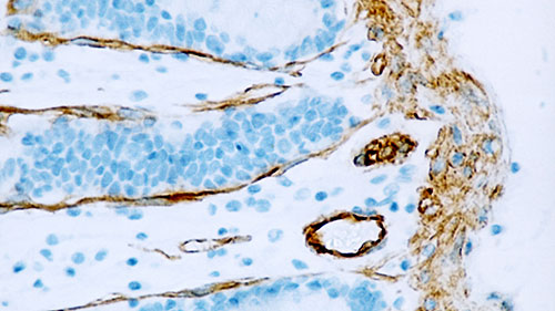 小窝蛋白-1 产品照片 Front View S