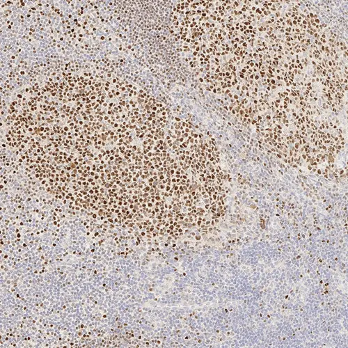 7ml Oct-2 Bond RTU Primary 产品照片