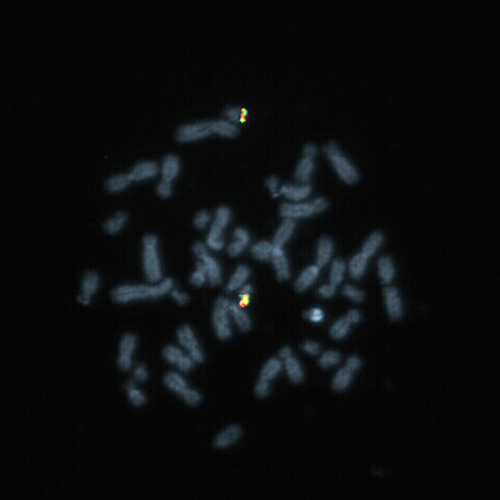 IVD BCL2 Break Produktfoto Front View S