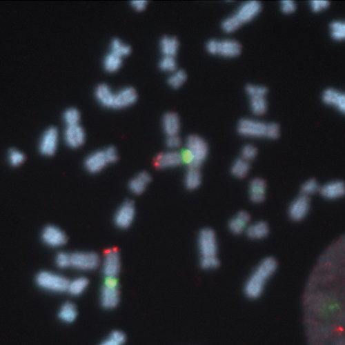 IVD SRD/SE 1 product photo