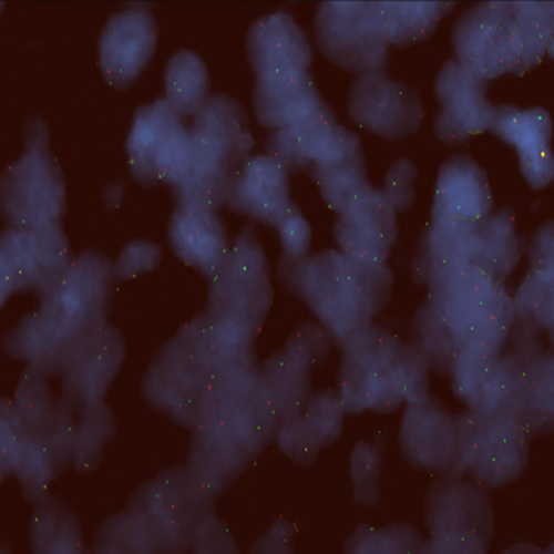 ROS1 (6q22) Break product photo