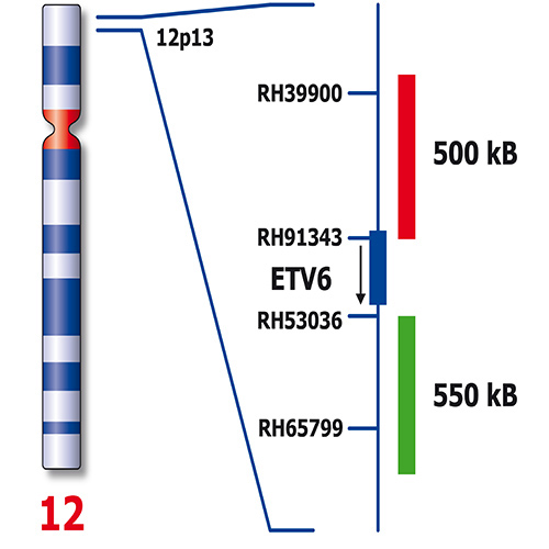 IVD ETV6 Break product photo Back View S