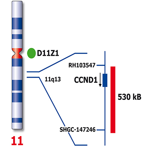 IVD CCND1 /SE 11 photo produit Back View S