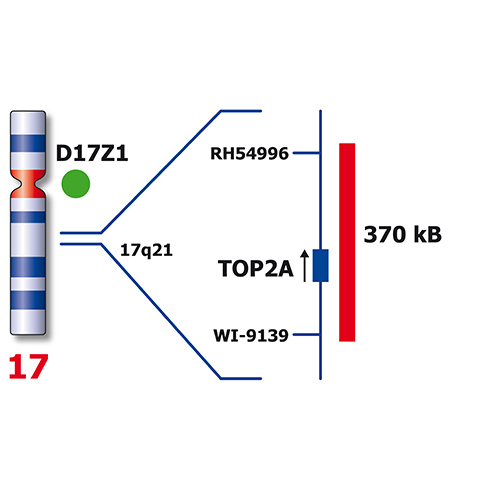 IVD TOP2A/SE 17 photo produit Back View S