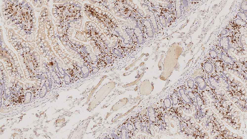 CD103 product photo Front View S