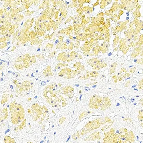 HRP Yellow Chromogen product photo