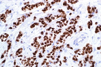 7ML GATA3 (L50-823 Mab) 'CM' Produktfoto