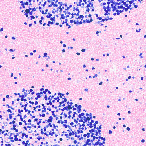 Red Counterstain product photo Front View S