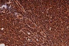 BOND RNA Positive Control Probe product photo Front View S