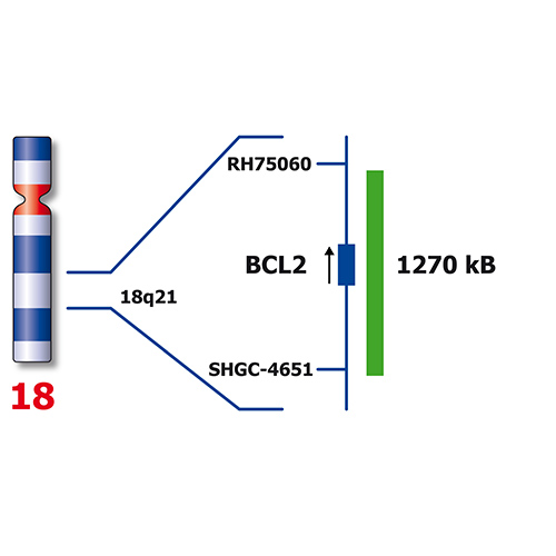 RUO - BCL2 / IGH (18q21 / 14q32) product photo Side View S