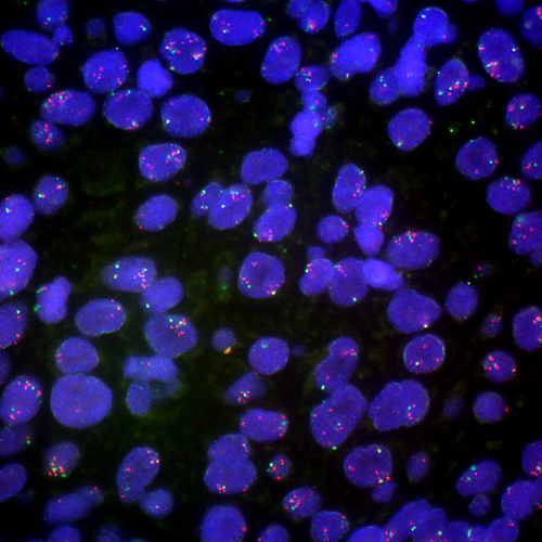 IVD FGFR1/SE 8 product photo